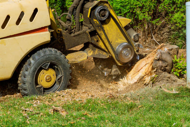 Best Sod Installation  in Lagrange, GA